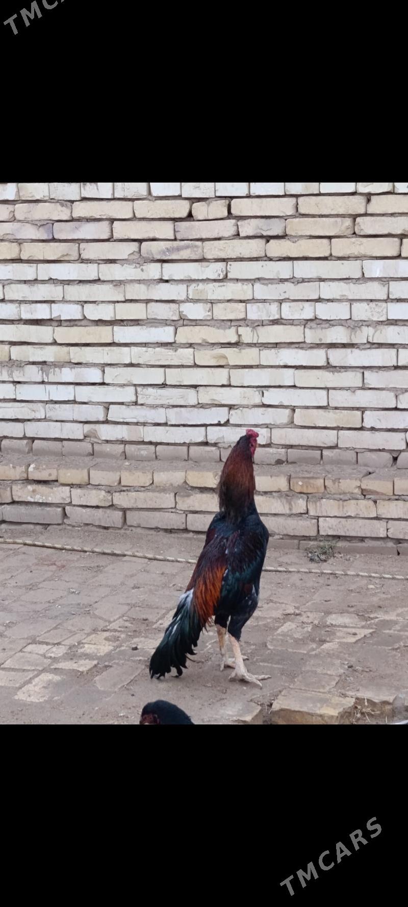 horaz - Байрамали - img 1