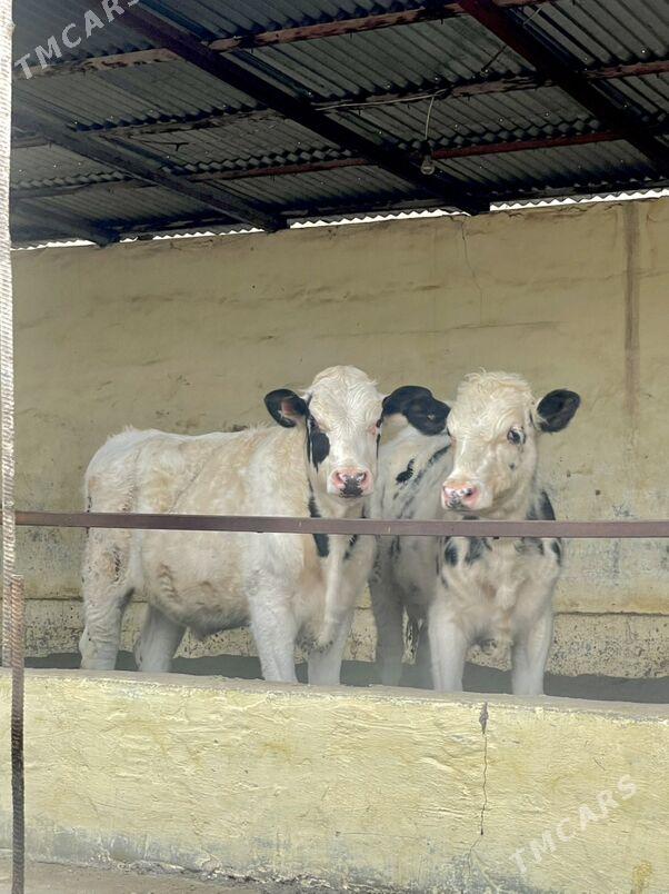 Kanatka öküzler - Ашхабад - img 1