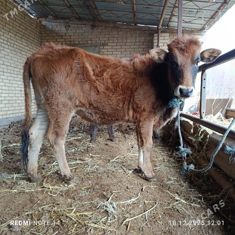 2 sany Gunajynlar - Çärjew - img 1