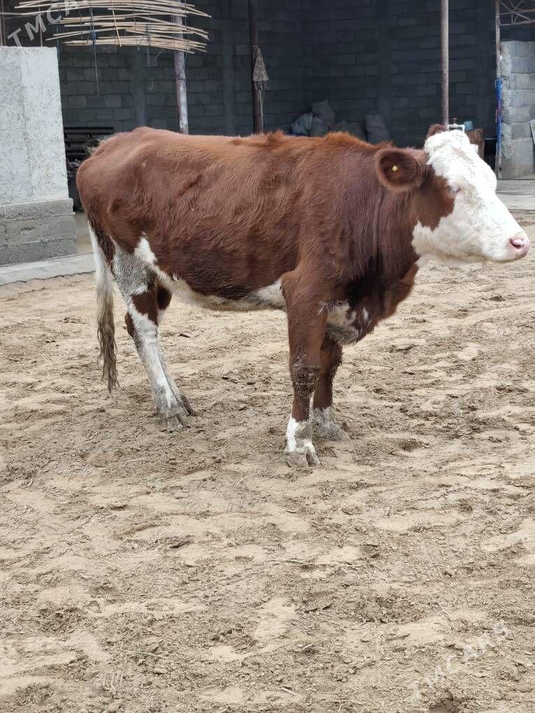 SÌMMENTAL BOGAZ SYGYR - Анев - img 1