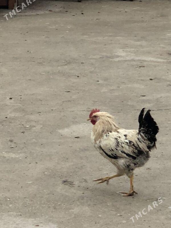 Horoz - Чоганлы - img 1