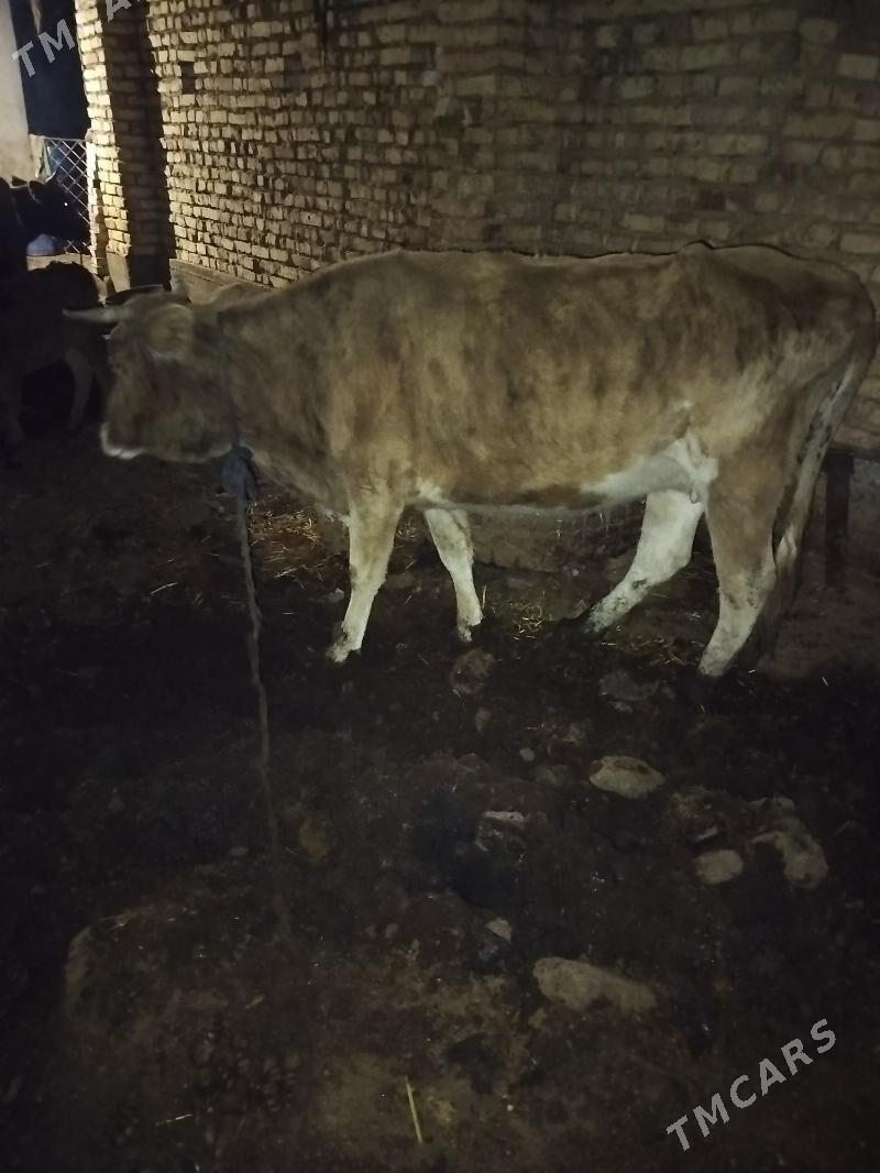 sygyr - Tejen - img 1