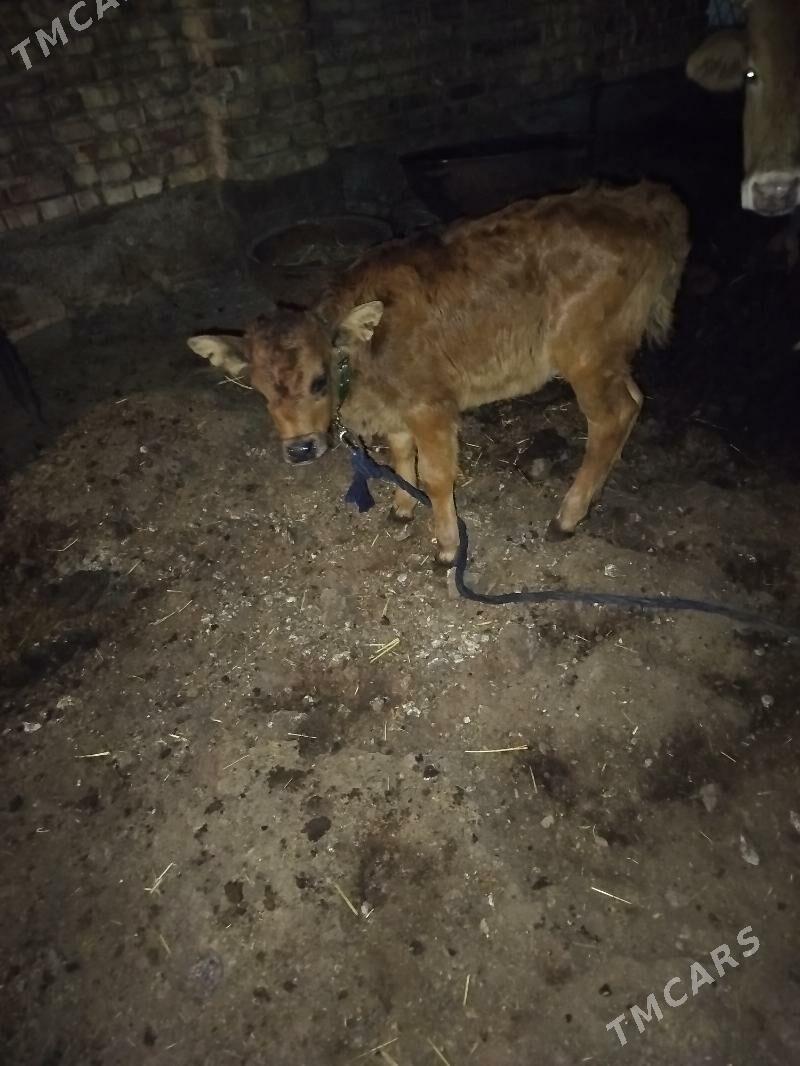 göleli sygyr - Tejen - img 1