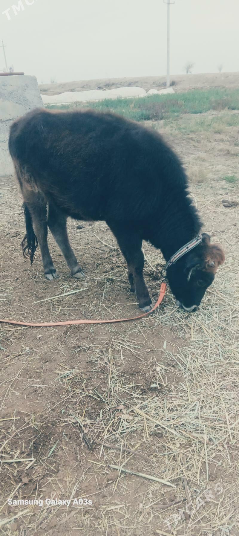 gulajyn - Mary - img 1