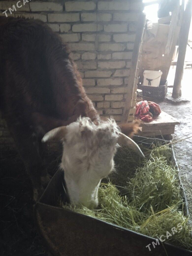 sygyr - Murgap - img 1