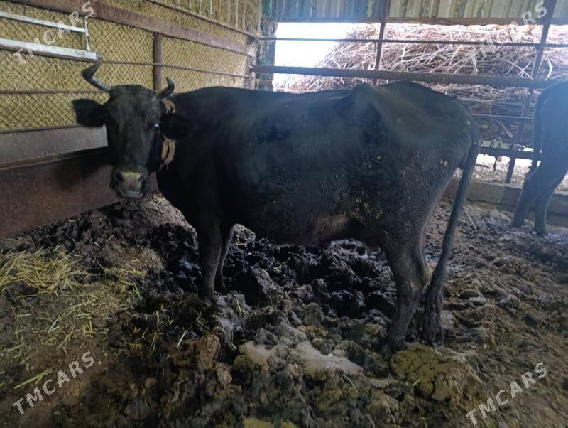 goleli sygyr - Wekilbazar - img 1