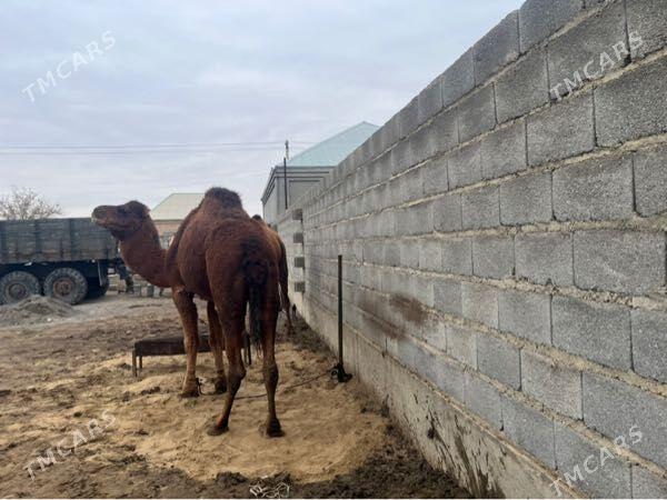 Gysyr Duye - Bäherden - img 1