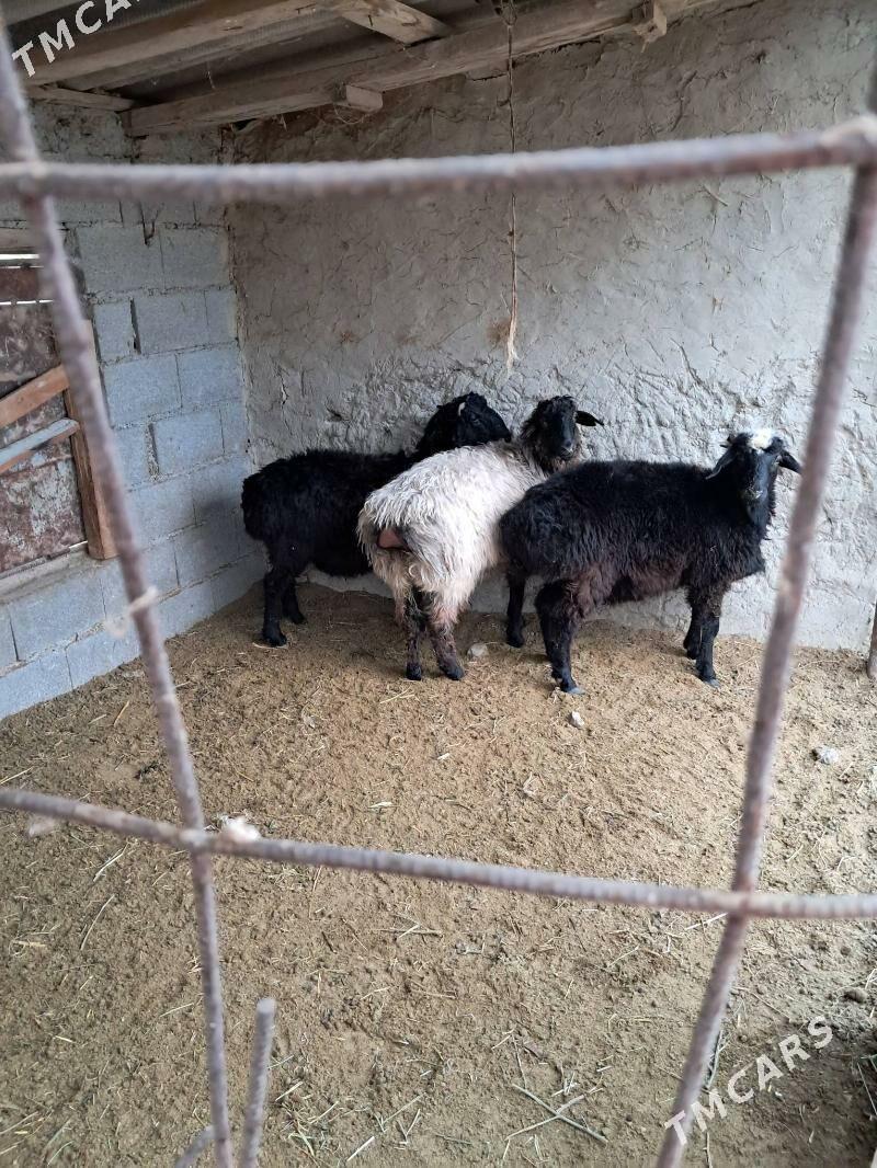 Goyun - Bäherden - img 1