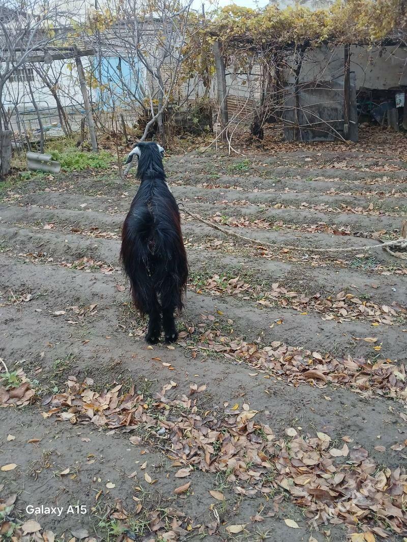 Geci - Мары - img 1