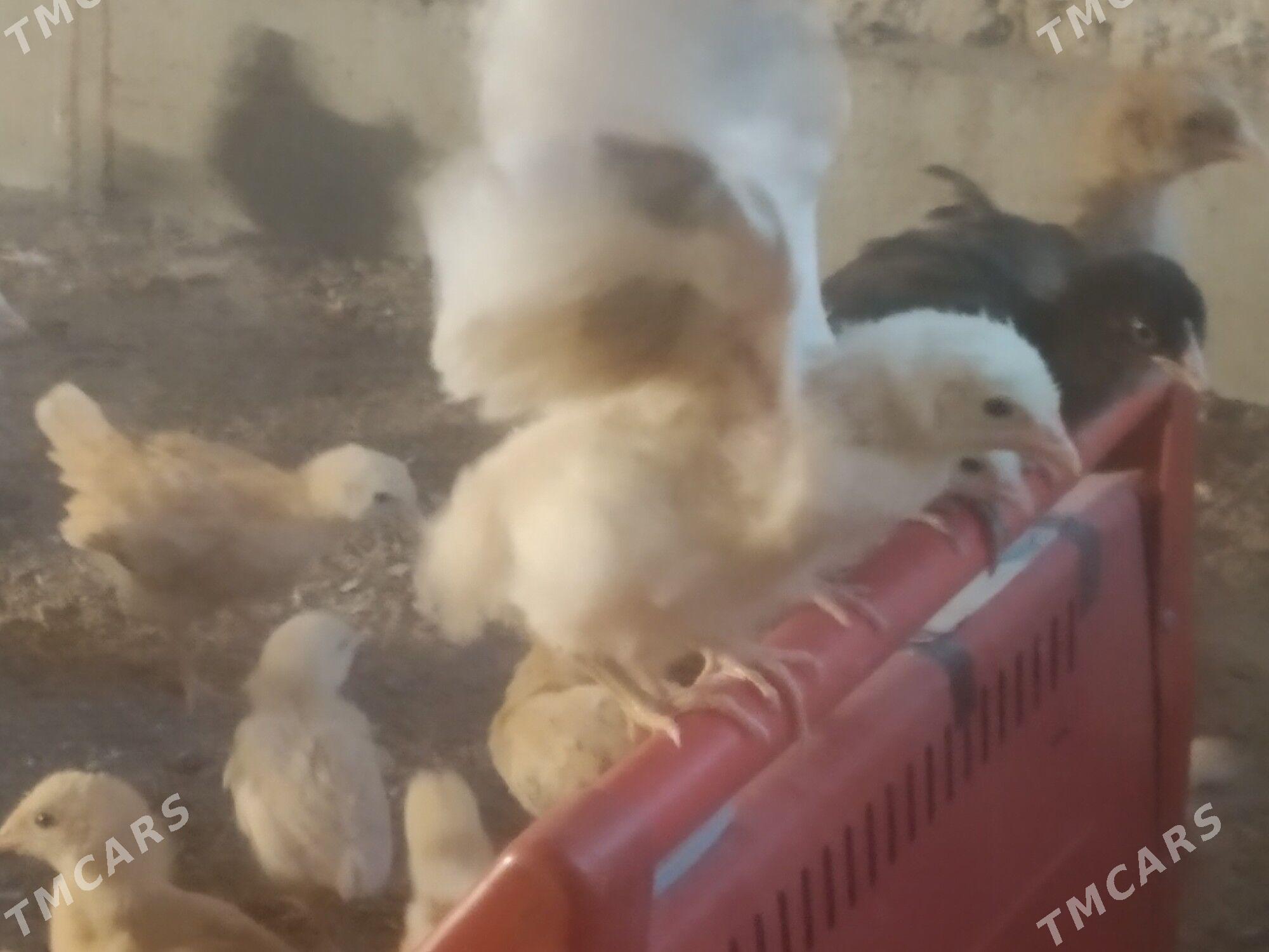 juyje - Bäherden - img 1