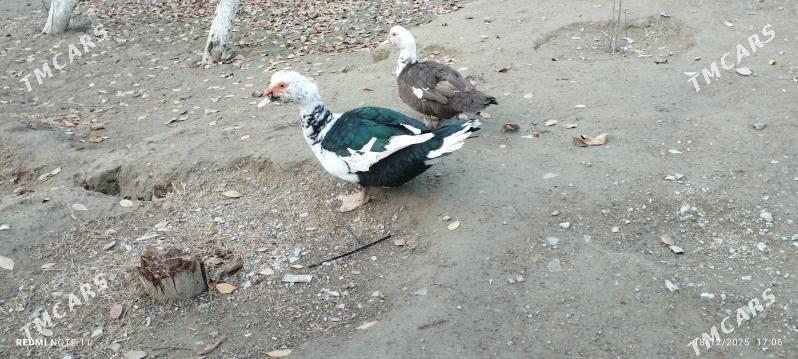 Ördek uly horaz - Бахарден - img 1