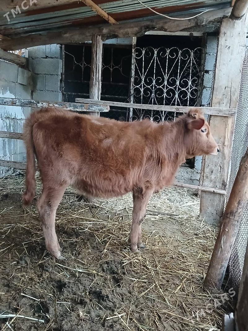 Tuwe - Gökdepe - img 1