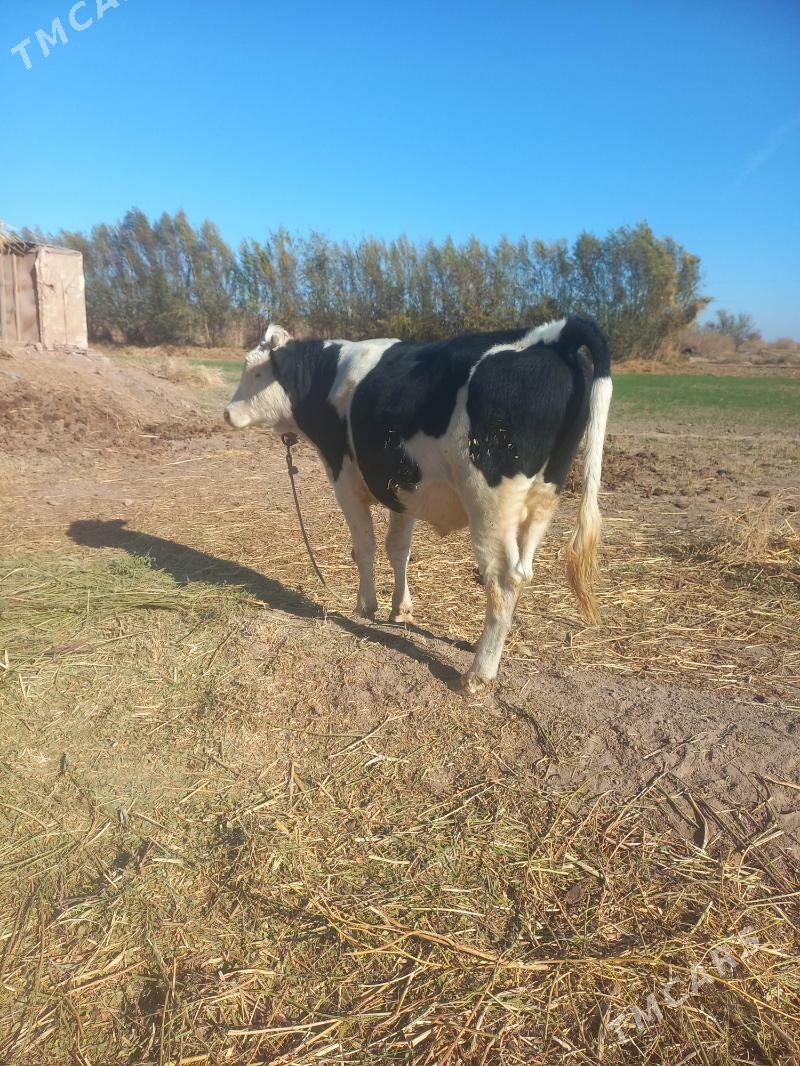 Окуз арасса мал - Гороглы (Тагта) - img 1