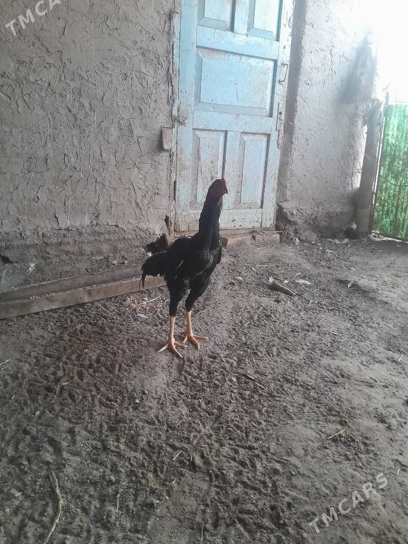 парода хораз - Дашогуз - img 1