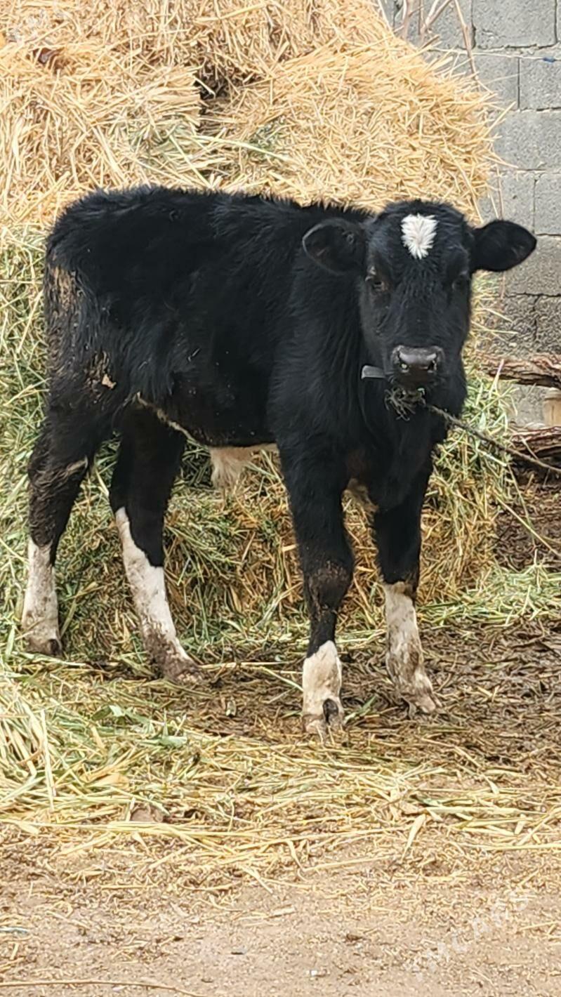 golisdeyin okuz - Aşgabat - img 1