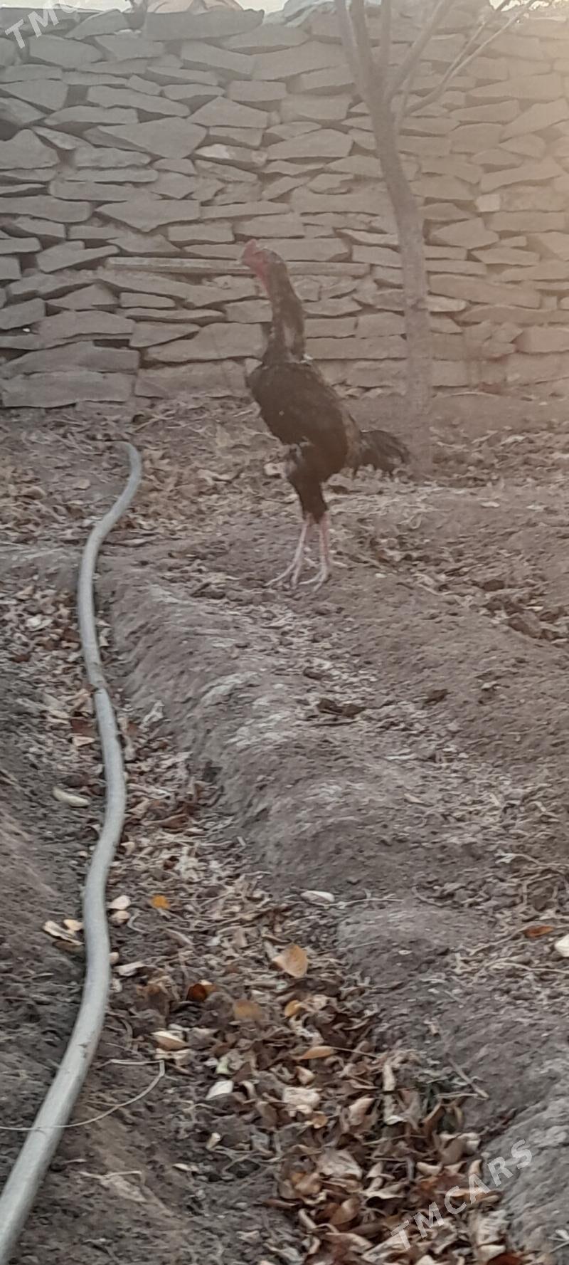 horoz - Bäherden - img 1