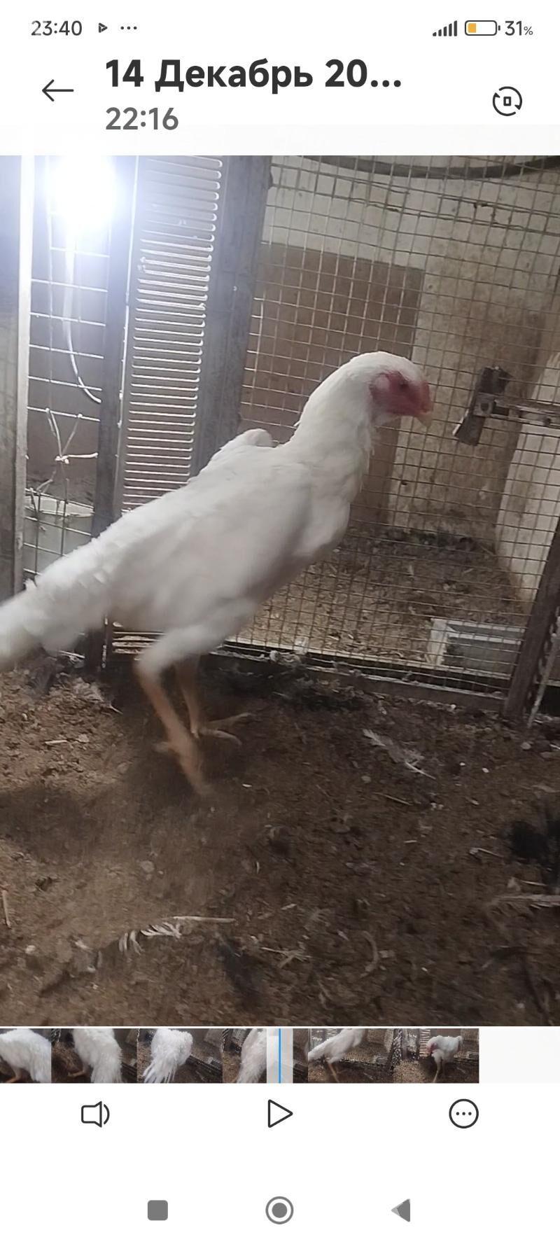 Towuk - Türkmenabat - img 1