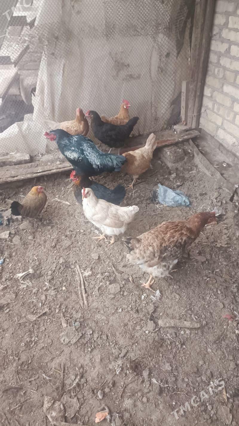 towuk satlık - Туркменабат - img 1