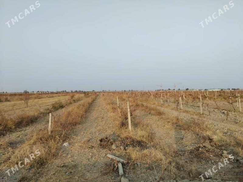 üzüm gekdar - Гёкдепе - img 1