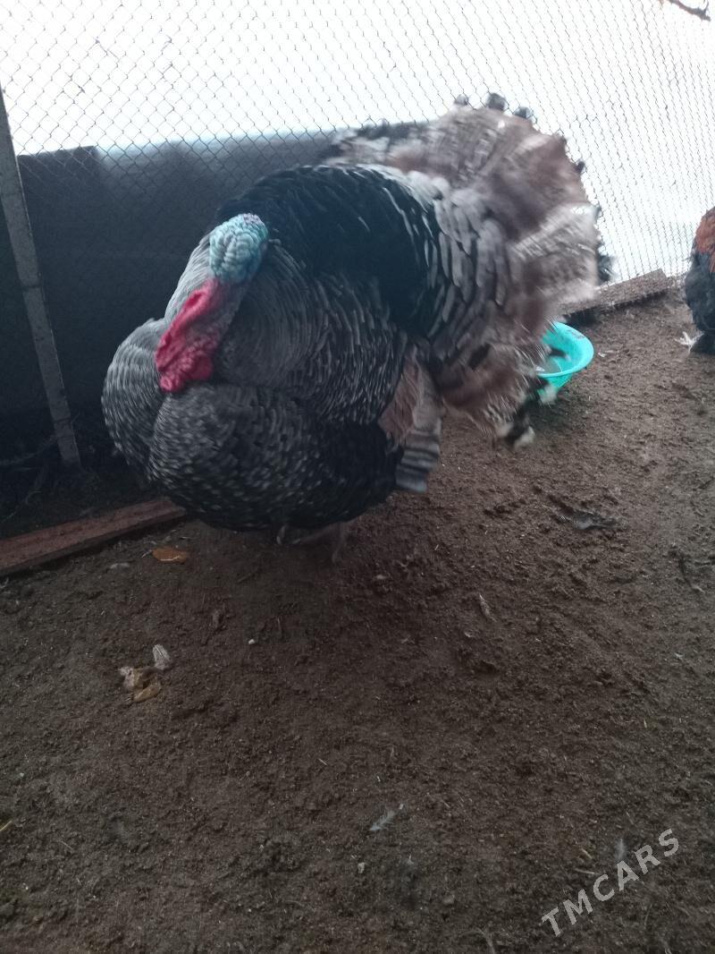 induk - Векильбазар - img 1