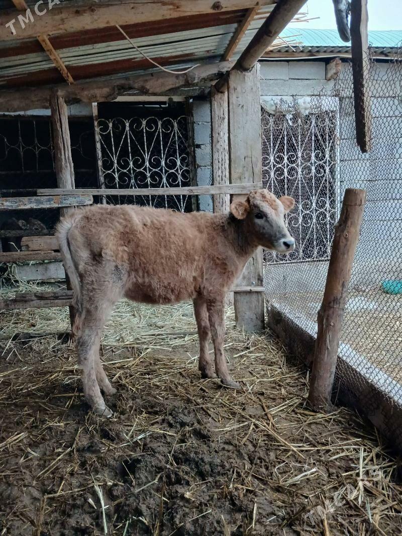 Tuwe - Гёкдепе - img 1