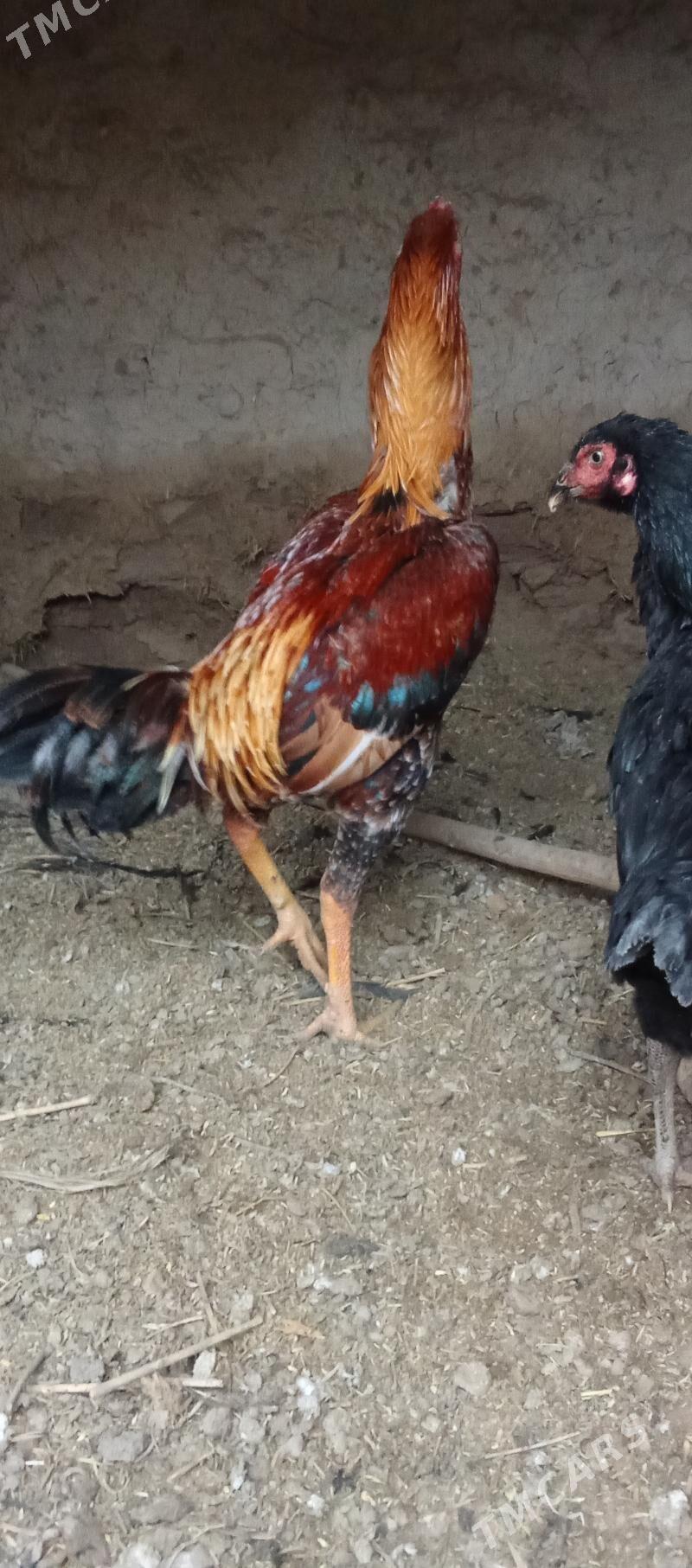 horaz - Саят - img 1