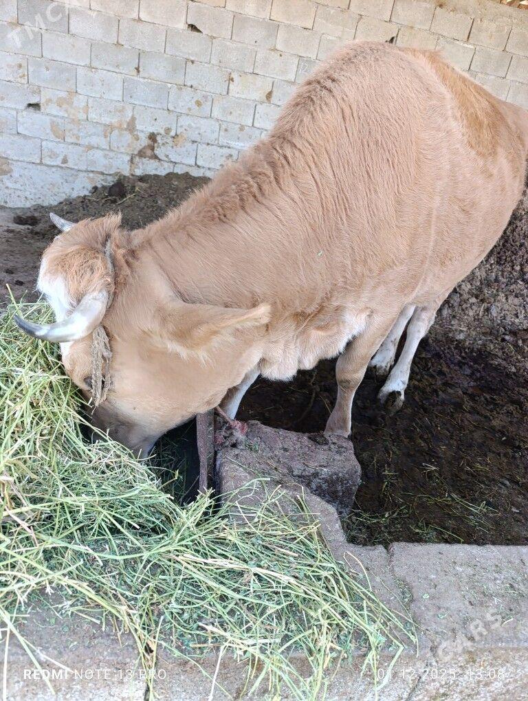 Sygyr - Gökdepe - img 1