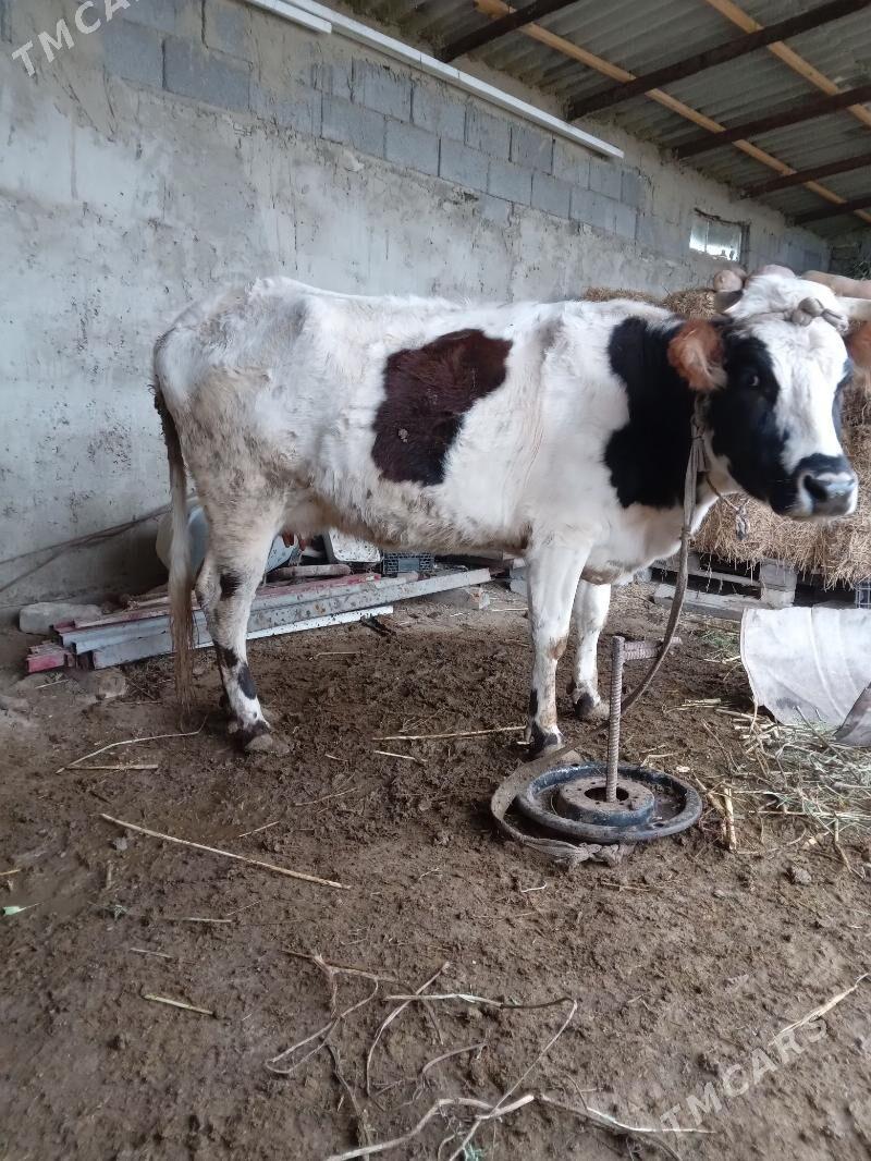 sygyr - Aşgabat - img 1