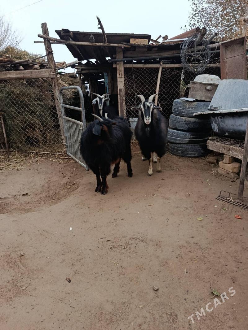 Geci - Ак-Бугдайский этрап - img 1