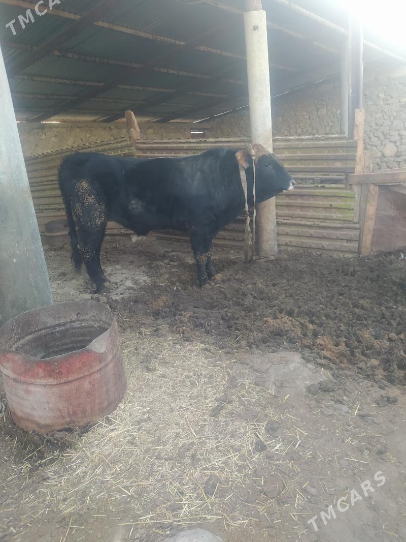 okuz - Gyzylarbat - img 1