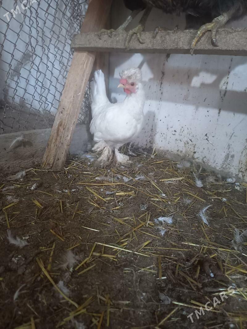 karlik - Дашогуз - img 1