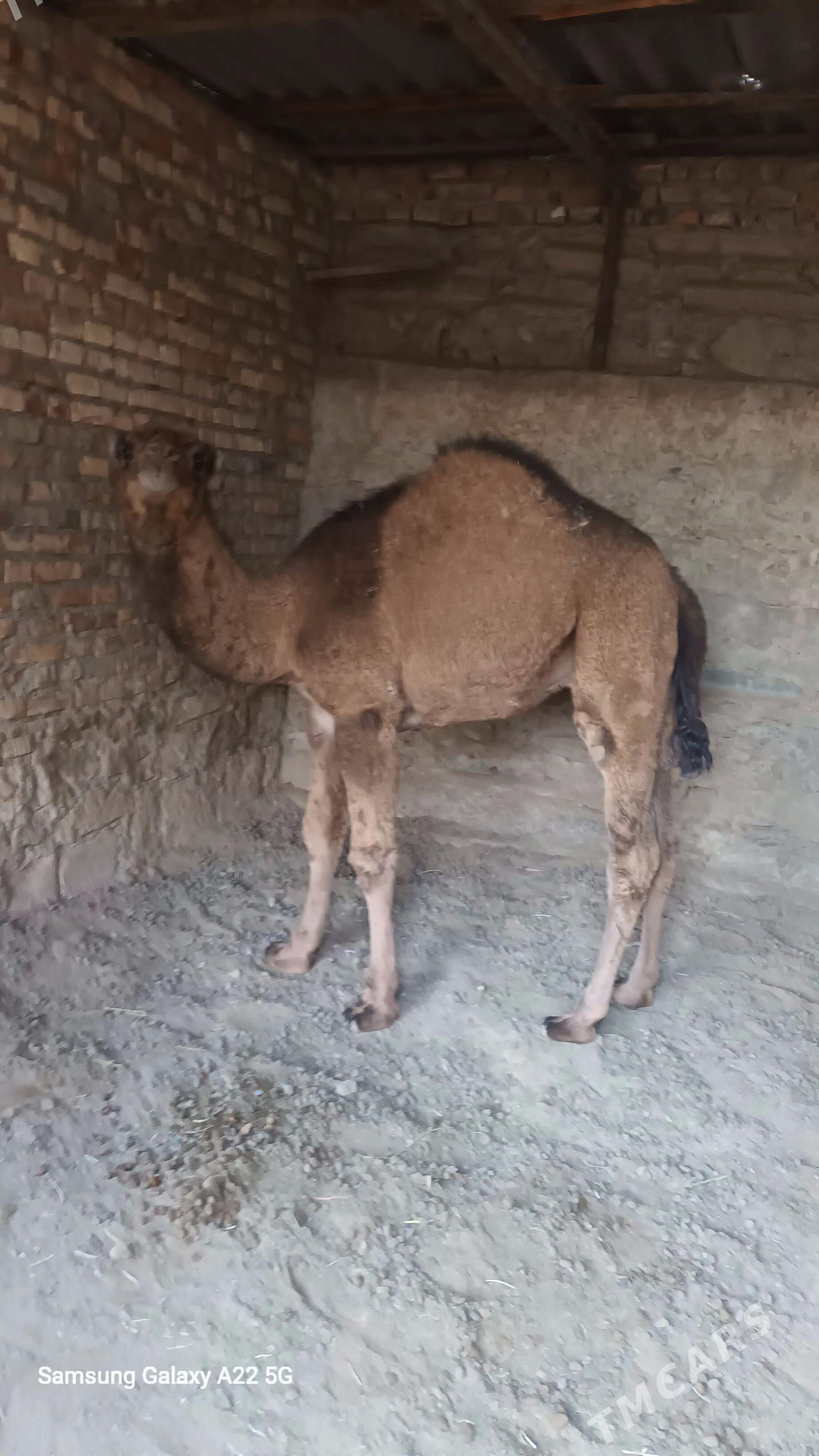 ogsuk - Bereket - img 1