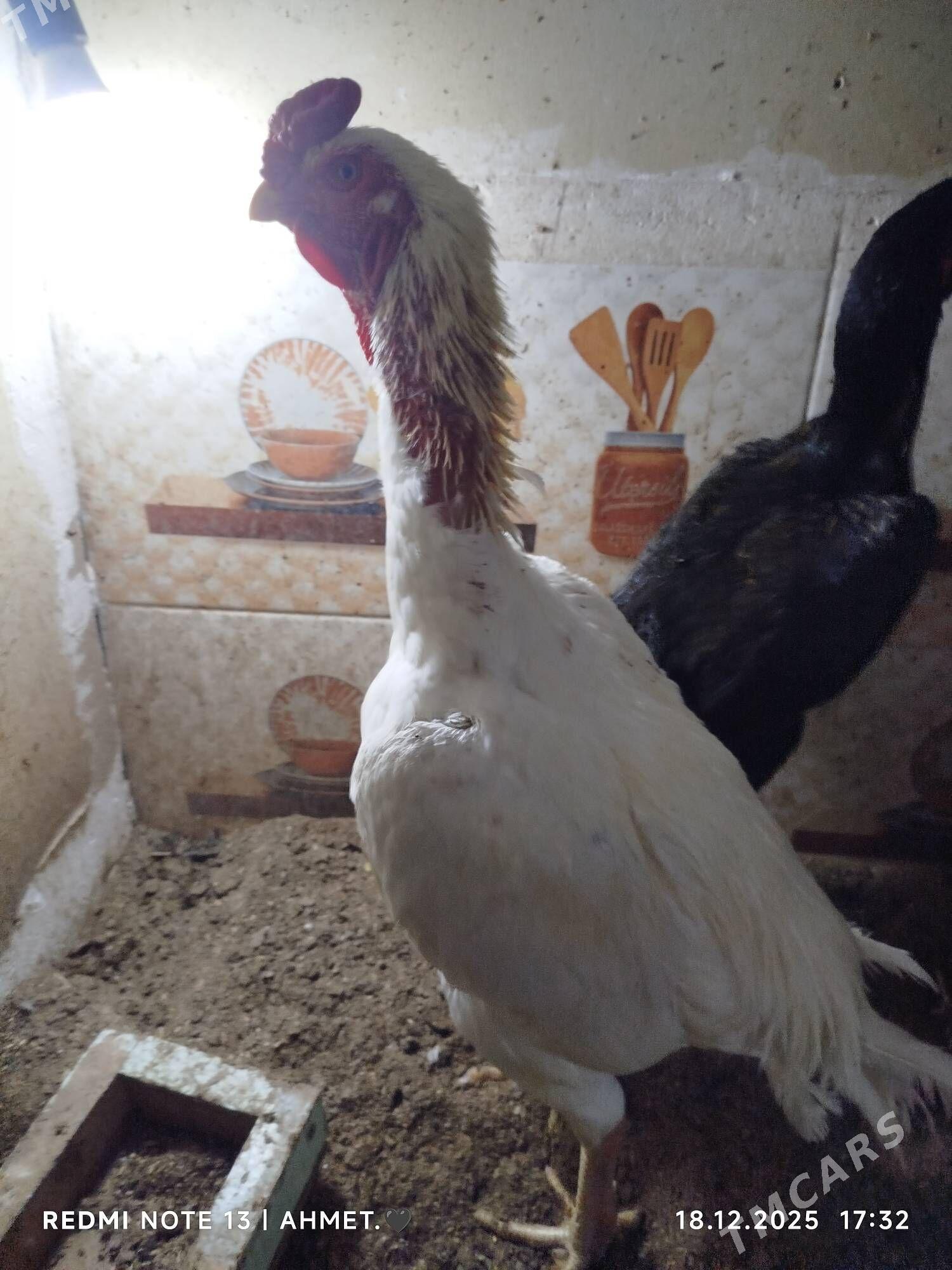 КАРЕЙ О ШАМО - Türkmenabat - img 1