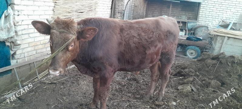 Okuz - Чарджоу - img 1