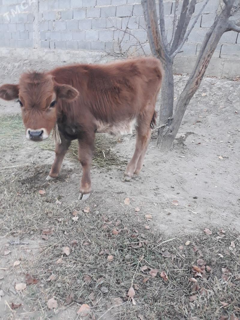 okuz - Gökdepe - img 1