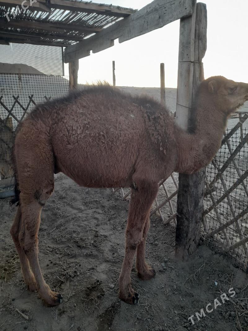 düýe torumly - Bereket - img 1