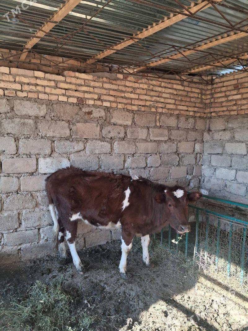 унажын - Туркменабат - img 1