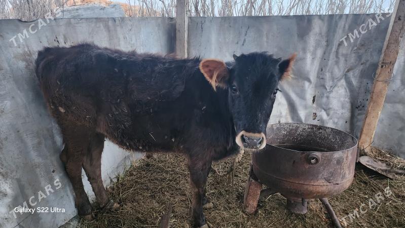 tuwe - Чоганлы - img 1