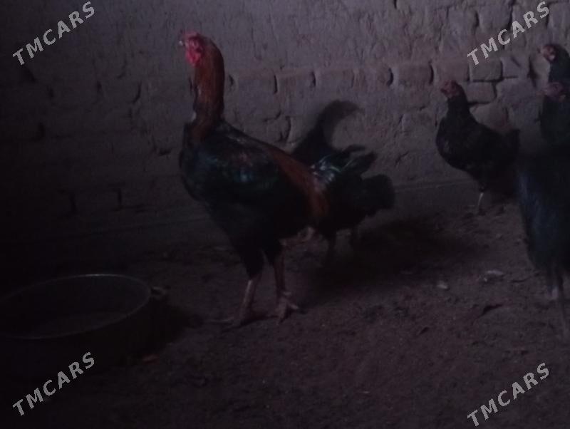 paroda horaz - Дашогуз - img 1