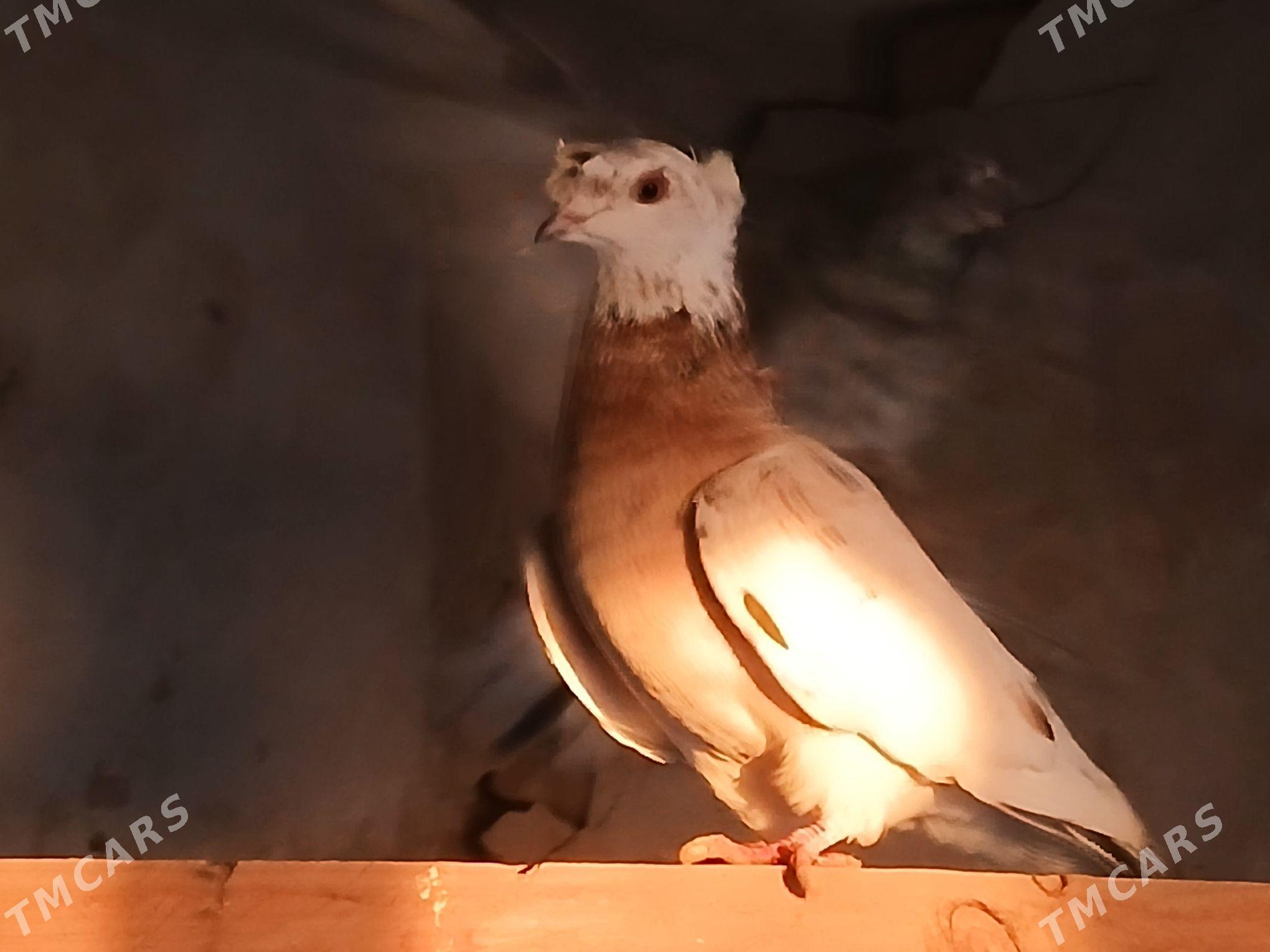 КЕПТЕР - Gurbansoltan Eje - img 1