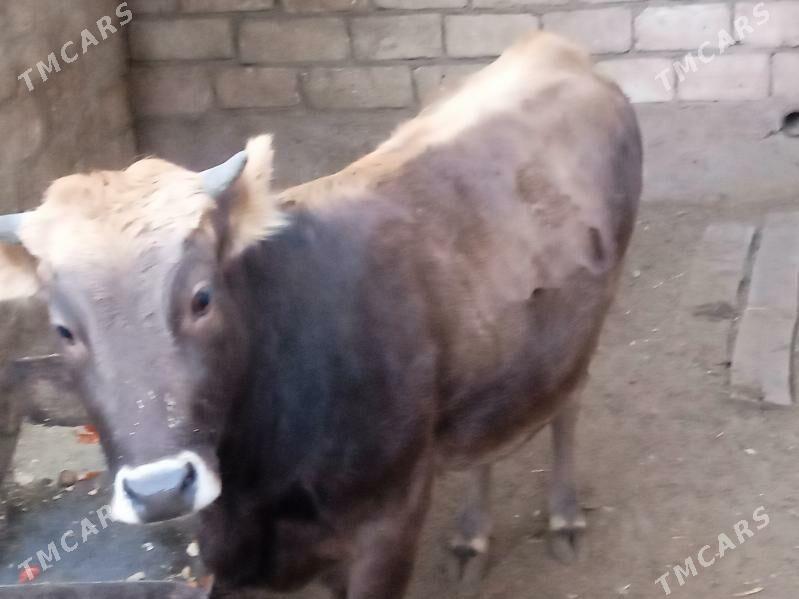 таналы сыгыр - Балканабат - img 1