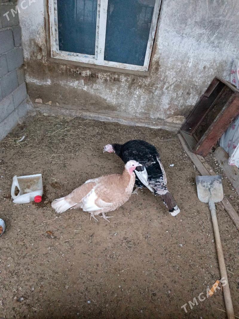 induk maki horoz - Garadamak - img 1