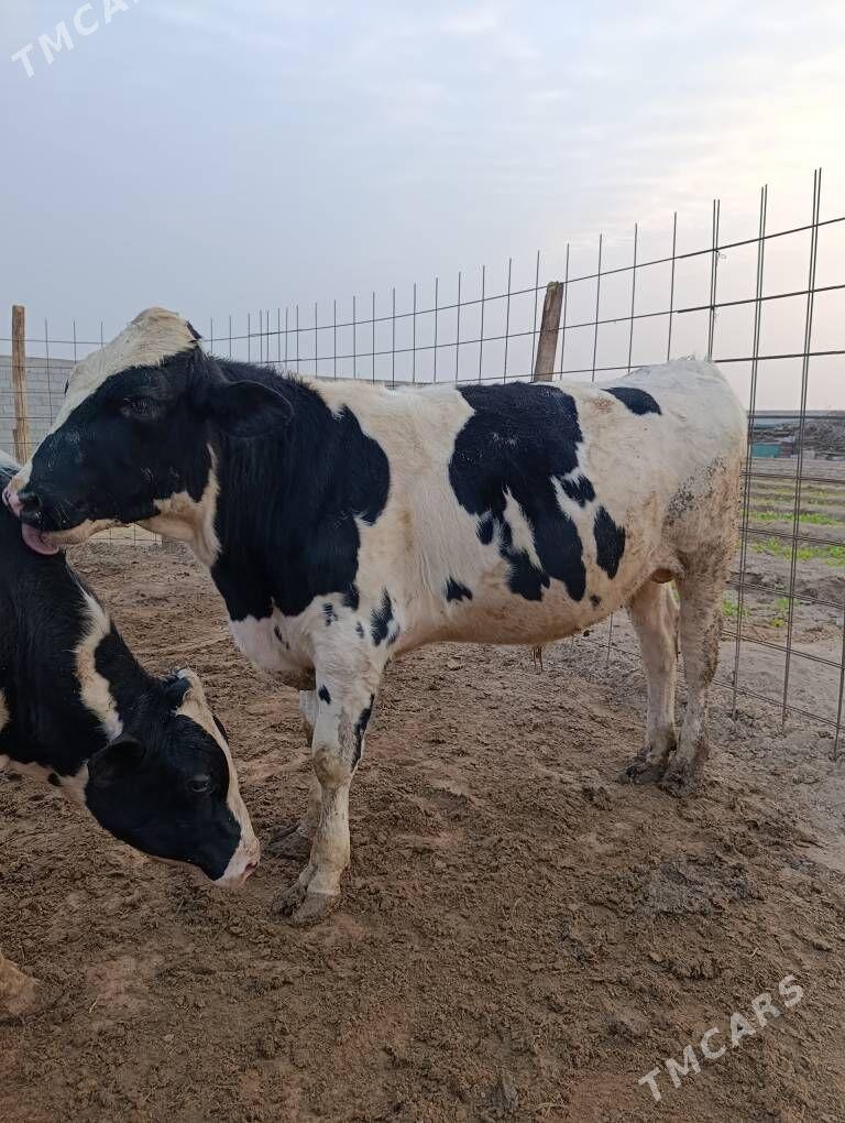 okiz - Gypjak - img 1