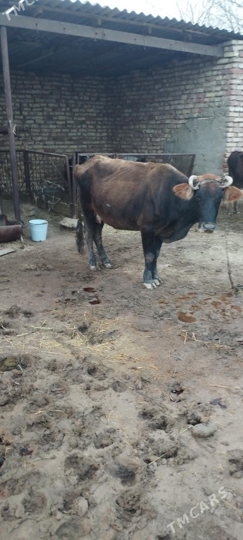 sygyr - Бабадайхан - img 1