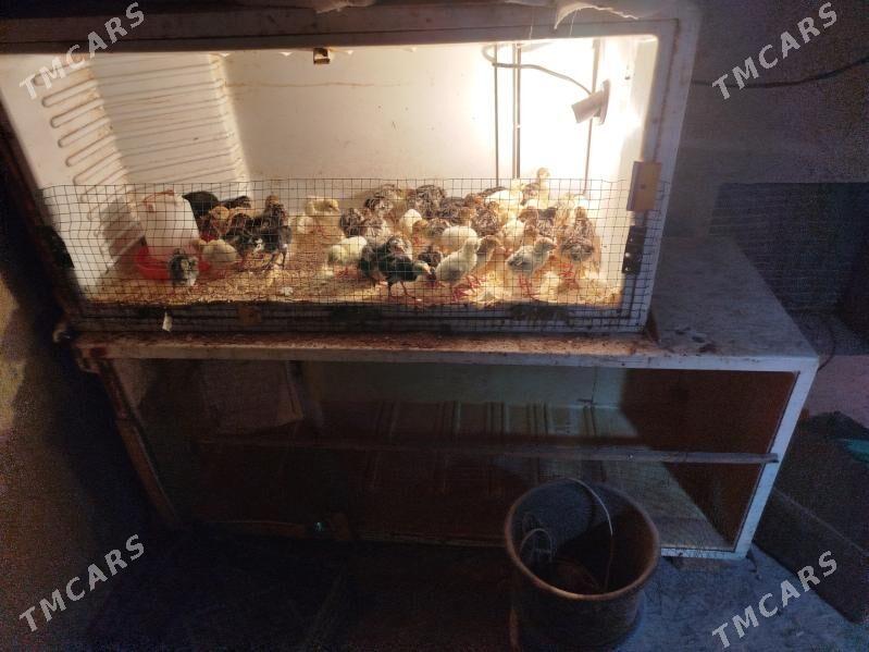 индук жуже - Фарап - img 1