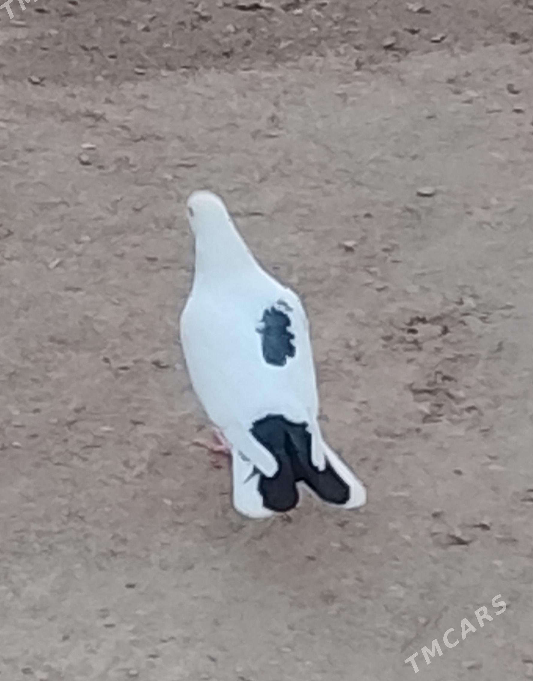 kepderi - Джебел - img 1