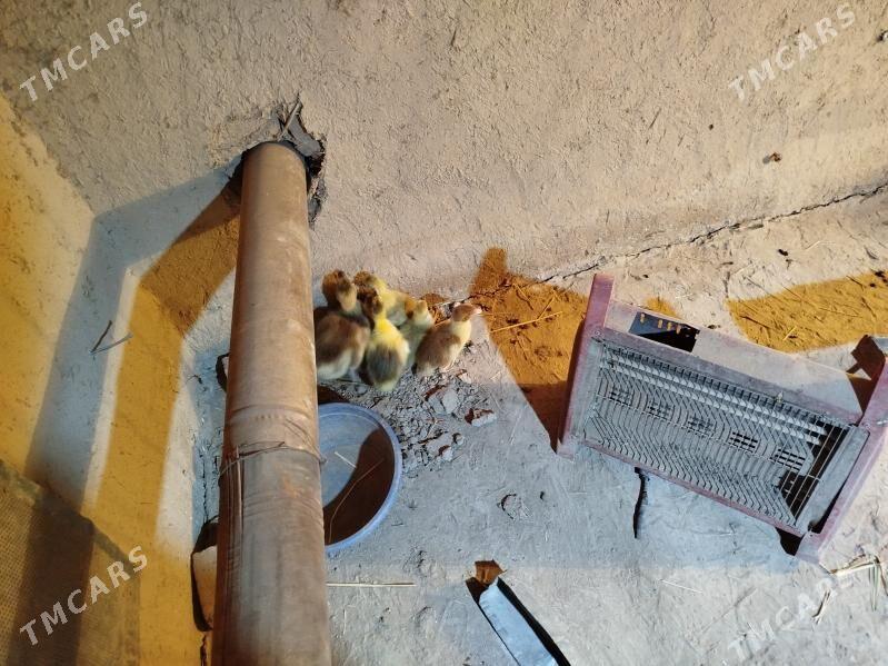 газ жуже - Фарап - img 1