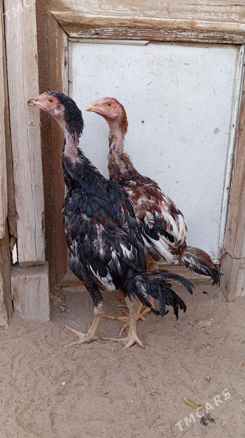 Taşkent jüjele - Джебел - img 1