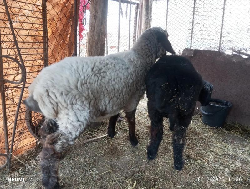 kozlar - Фарап - img 1