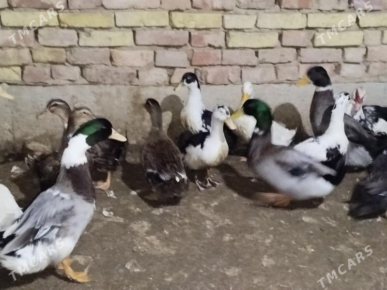 wak wak yasylbas - Теджен - img 1